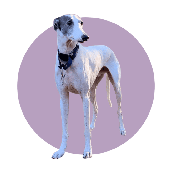 Perro galgo