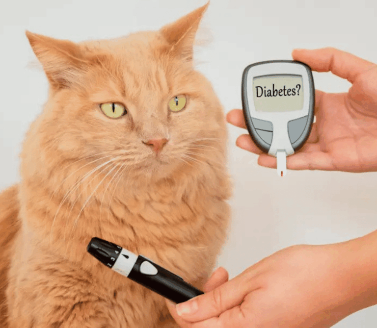 Gato en el veterinario